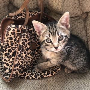 LANCÔME TIGER PRINTED SMALL HANDBAG